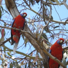 Platycercus elegans (Crimson Rosella) at Stromlo, ACT - 4 Dec 2022 by HelenCross