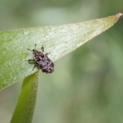 Neolaemosaccus sp. (genus) at Murrumbateman, NSW - 30 Nov 2022