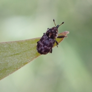 Neolaemosaccus sp. (genus) at Murrumbateman, NSW - 30 Nov 2022