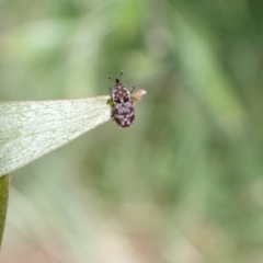 Neolaemosaccus sp. (genus) at Murrumbateman, NSW - 30 Nov 2022