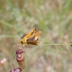 Ocybadistes walkeri (Green Grass-dart) at Murrumbateman, NSW - 30 Nov 2022 by SimoneC