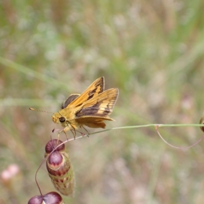 Ocybadistes walkeri (Green Grass-dart) at Murrumbateman, NSW - 30 Nov 2022 by SimoneC