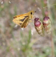 Ocybadistes walkeri at Murrumbateman, NSW - 30 Nov 2022