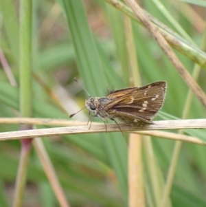 Taractrocera papyria at Murrumbateman, NSW - 1 Dec 2022