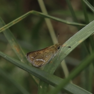 Taractrocera papyria at Murrumbateman, NSW - 3 Dec 2022