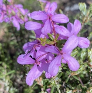 Tetratheca bauerifolia at Conder, ACT - 4 Dec 2022