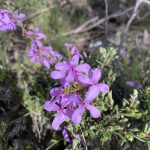 Tetratheca bauerifolia at Conder, ACT - 4 Dec 2022