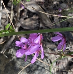 Tetratheca bauerifolia at Conder, ACT - 4 Dec 2022