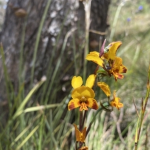 Diuris semilunulata at Conder, ACT - suppressed