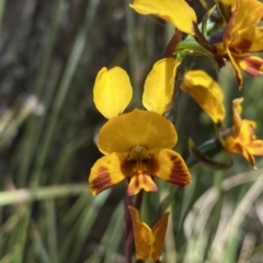 Diuris semilunulata at Conder, ACT - 4 Dec 2022