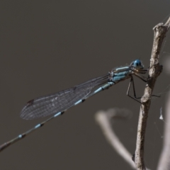 Austrolestes leda (Wandering Ringtail) at Throsby, ACT - 4 Dec 2022 by patrickcox