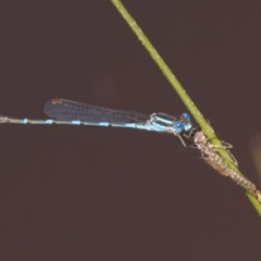 Austrolestes leda at Throsby, ACT - 4 Dec 2022