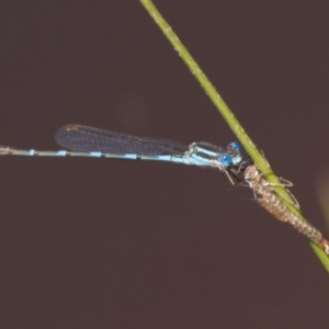 Austrolestes leda at Throsby, ACT - 4 Dec 2022 11:00 AM