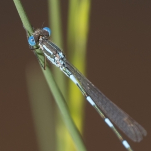 Austrolestes leda at Throsby, ACT - 4 Dec 2022 11:00 AM