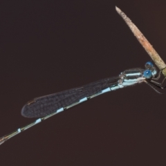 Austrolestes leda at Throsby, ACT - 4 Dec 2022