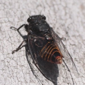 Pauropsalta mneme at Throsby, ACT - 4 Dec 2022 09:00 AM