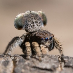 Maratus vespertilio (Bat-like peacock spider) at Throsby, ACT - 3 Dec 2022 by patrickcox