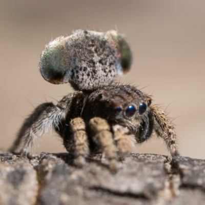 Maratus vespertilio (Bat-like peacock spider) at Mulligans Flat - 3 Dec 2022 by patrickcox