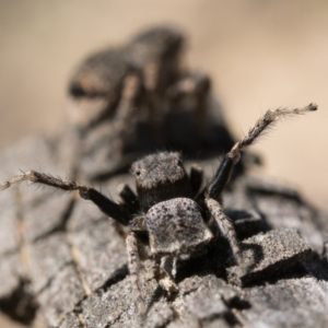 Maratus vespertilio at Throsby, ACT - 4 Dec 2022