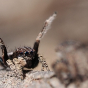 Maratus vespertilio at Throsby, ACT - 4 Dec 2022