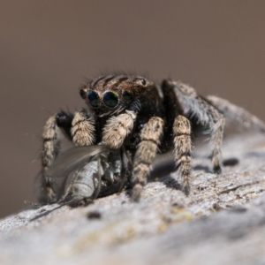 Maratus vespertilio at Throsby, ACT - 4 Dec 2022