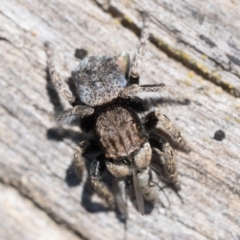 Maratus vespertilio at Throsby, ACT - 4 Dec 2022