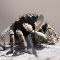 Maratus vespertilio at Throsby, ACT - 4 Dec 2022