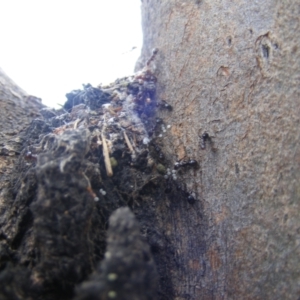 Acrodipsas myrmecophila at suppressed - suppressed