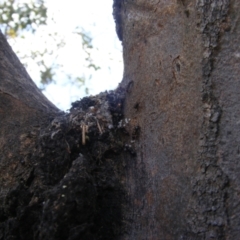 Acrodipsas myrmecophila at suppressed - suppressed