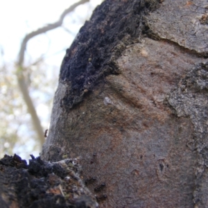 Acrodipsas myrmecophila at suppressed - suppressed