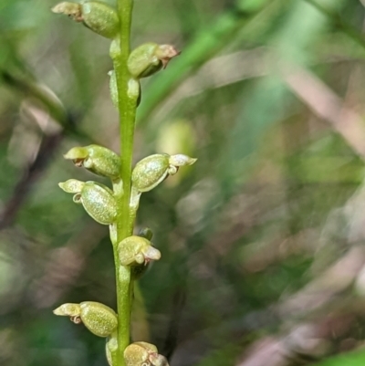Microtis sp. (Onion Orchid) at Ulladulla, NSW - 3 Dec 2022 by RobynHall