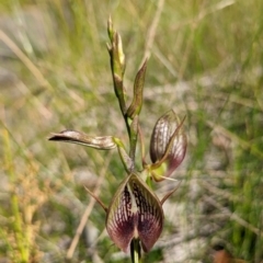 Cryptostylis erecta (Bonnet Orchid) at Ulladulla, NSW - 4 Dec 2022 by RobynHall