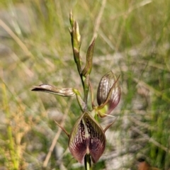 Cryptostylis erecta (Bonnet Orchid) at Ulladulla, NSW - 3 Dec 2022 by RobynHall