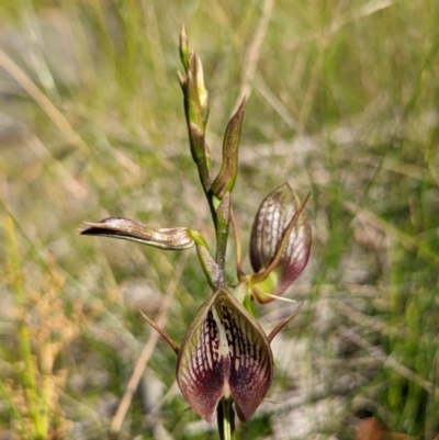 Cryptostylis erecta (Bonnet Orchid) at Ulladulla, NSW - 3 Dec 2022 by RobynHall