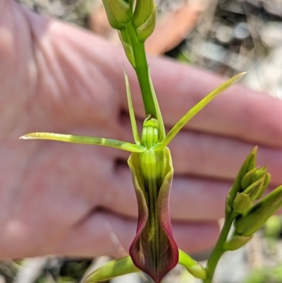 Cryptostylis subulata (Cow Orchid) at Ulladulla, NSW - 3 Dec 2022 by RobynHall