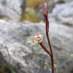 Caladenia alpina (Mountain Caps) at Paddys River, ACT - 22 Nov 2022 by RobynHall