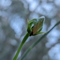 Pterostylis nutans (Nodding Greenhood) at Paddys River, ACT - 23 Nov 2022 by RobynHall