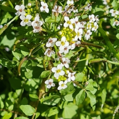 Rorippa nasturtium-aquaticum (Watercress) at O'Malley, ACT - 4 Dec 2022 by Mike