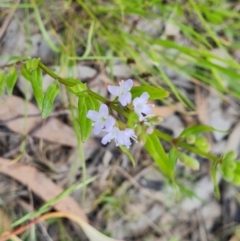 Mentha diemenica (Wild Mint, Slender Mint) at O'Malley, ACT - 4 Dec 2022 by Mike