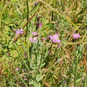 Epilobium billardiereanum at O'Malley, ACT - 4 Dec 2022