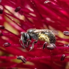 Lipotriches flavoviridis species group at Barton, ACT - 4 Dec 2022 by Roger