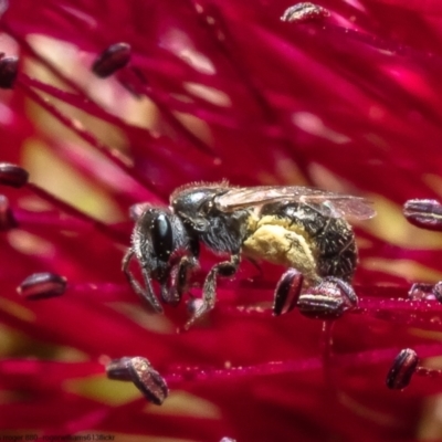 Lipotriches flavoviridis species group at Barton, ACT - 4 Dec 2022 by Roger