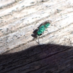 Primeuchroeus sp. (genus) (Cuckoo Wasp) at Murrumbateman, NSW - 4 Dec 2022 by SimoneC