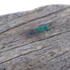 Primeuchroeus sp. (genus) at Murrumbateman, NSW - 4 Dec 2022