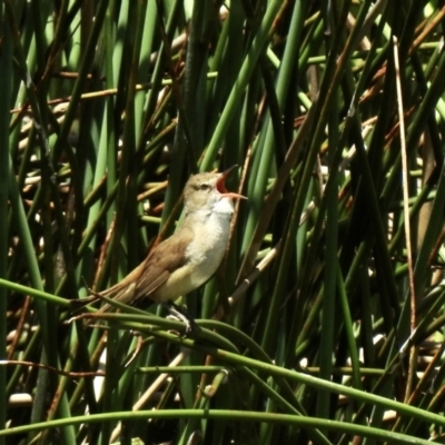 Acrocephalus australis (Australian Reed-Warbler) at Bombala, NSW - 3 Dec 2022 by GlossyGal