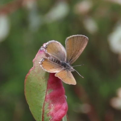 Acrodipsas myrmecophila (Small Ant-blue Butterfly) at Tuggeranong Hill - 4 Dec 2022 by owenh