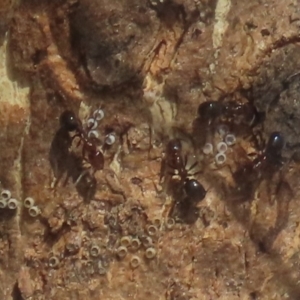 Acrodipsas myrmecophila at suppressed - suppressed