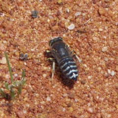 Bembix sp. (genus) (Unidentified Bembix sand wasp) at ANBG - 4 Dec 2022 by roman_soroka