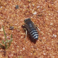 Bembix sp. (genus) (Unidentified Bembix sand wasp) at Acton, ACT - 4 Dec 2022 by RomanSoroka