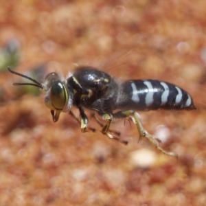 Bembix sp. (genus) at Acton, ACT - 4 Dec 2022 01:00 PM